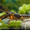 Feuerkrebs, Cherax Sp. 'Orange Tip'