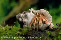 5 Kleine Landeinsiedlerkrebse, Coenobita Spec. 13 5 Kleine Landeinsiedlerkrebse, Coenobita Spec. -Tier Produkt Geschäft 12441 Landeinsiedlerkrebs Coenobita pseudorugosus