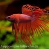 Crown Tail Kampffisch Rot, Männchen, Betta Splendens
