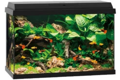 Juwel Primo 70 Schwarz Aquarium-Set -Tier Produkt Geschäft 13j25370 Juwel Primo 70 schwarz 3