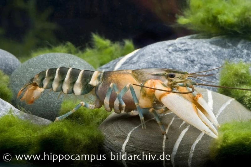 Tigerkrebs, Cherax Peknyi 1 Tigerkrebs, Cherax Peknyi