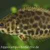 Leopard-Buschfisch, Ctenopoma Acutirostre