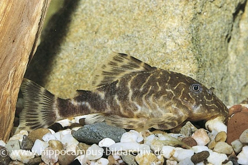 L-103, Zwergharnischwels, Peckoltia Pulcher 1 L-103, Zwergharnischwels, Peckoltia Pulcher