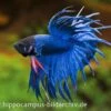 Crown Tail Kampffisch Blau, Männchen, Betta Splendens