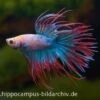 Crown Tail Kampffisch Multicolor, NZ, Männchen, Betta Splendens