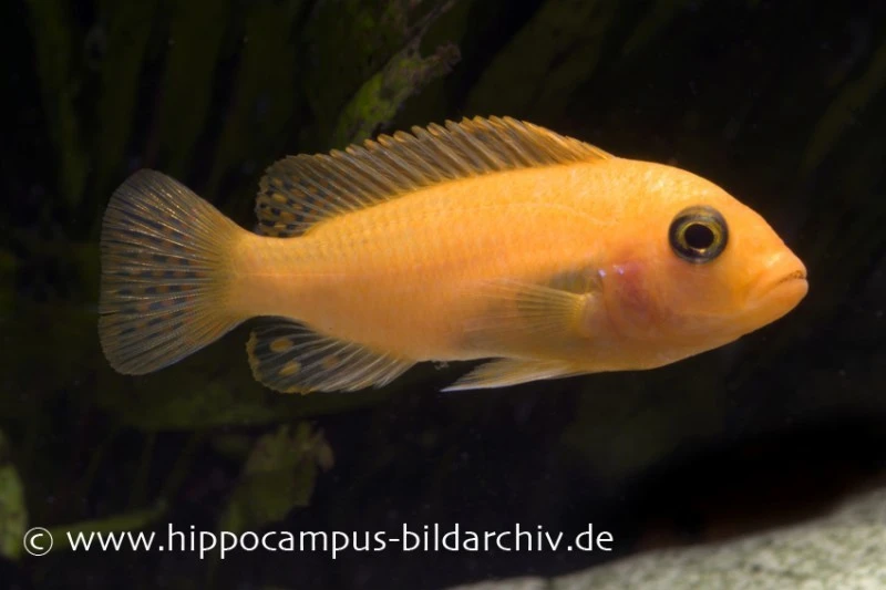 Roter Zebrabuntbarsch, Pseudotropheus Estherae "rot-rot", DNZ 3 Roter Zebrabuntbarsch, Pseudotropheus Estherae "rot-rot", DNZ – Bild 3