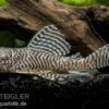 Königstiger-Harnischwels, Hypancistrus Spec. L 66, 8-10 Cm