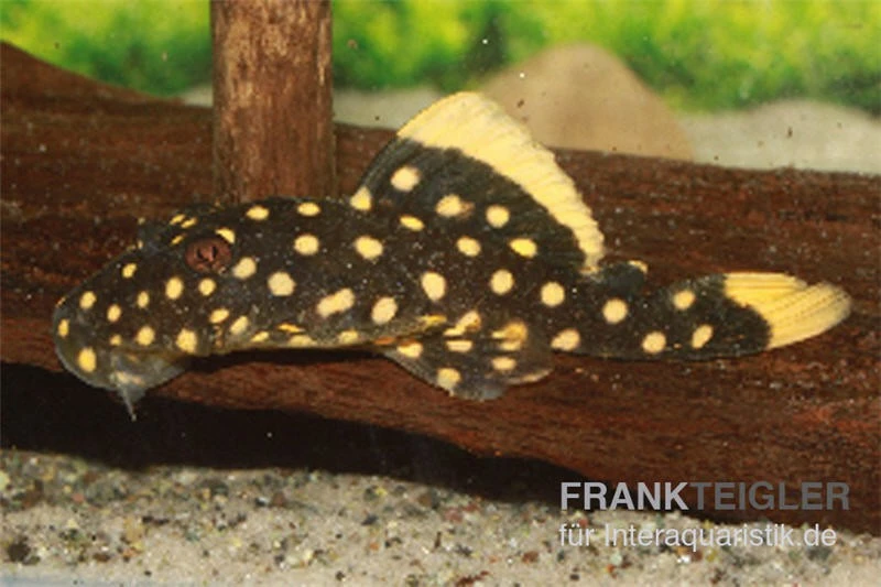 Orangesaum-Prachtharnischwels, Baryancistrus Xanthellus L18, 4-8 Cm 1 Orangesaum-Prachtharnischwels, Baryancistrus Xanthellus L18, 4-8 Cm