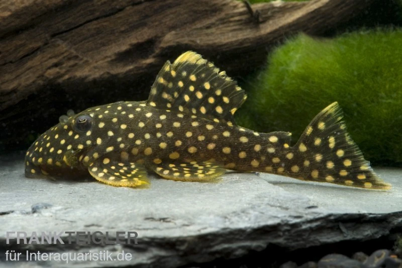 Orangesaum-Prachtharnischwels, Baryancistrus Xanthellus L18, 4-8 Cm 2 Orangesaum-Prachtharnischwels, Baryancistrus Xanthellus L18, 4-8 Cm – Bild 2