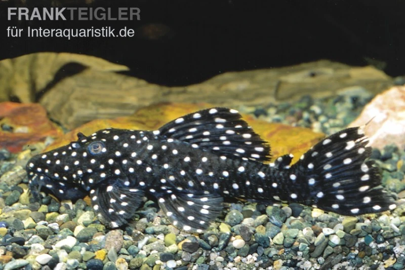 Milchstraßen-Rüsselzahnwels, Leporacanthicus Galaxias L007/L029/L240 1 Milchstraßen-Rüsselzahnwels, Leporacanthicus Galaxias L007/L029/L240