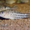 Flaggenschwanz-Panzerwels, Corydoras Robinae