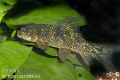 Harlekin-Fransenlipper, Labeo Cyclorhynchus -Tier Produkt Geschäft 80144 Harlekin Fransenlipper Labeo cyclorhynchus