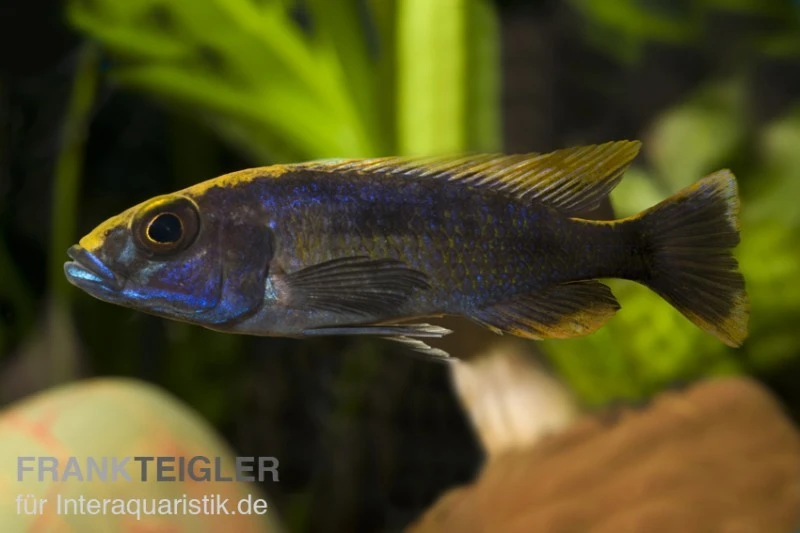 Schwefelkopfmaulbrüter, Otopharynx Lithobates, DNZ 1 Schwefelkopfmaulbrüter, Otopharynx Lithobates, DNZ