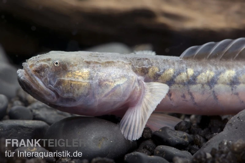 Lila Aalgrundel, Gobioides Broussonnetii 1 Lila Aalgrundel, Gobioides Broussonnetii