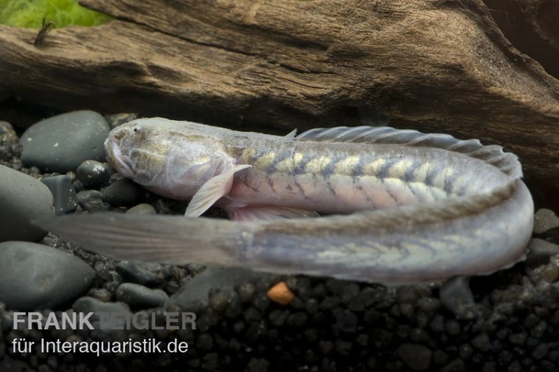 Lila Aalgrundel, Gobioides Broussonnetii 2 Lila Aalgrundel, Gobioides Broussonnetii – Bild 2