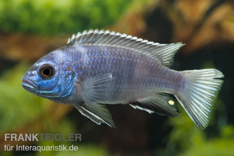 Gelbschwanz-Maulbrüter, Pseudotropheus Spec. Acei Luwala, DNZ 1 Gelbschwanz-Maulbrüter, Pseudotropheus Spec. Acei Luwala, DNZ