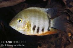 Rotkeil-Augenfleckbuntbarsch, Heros Efasciatus "Red Shoulder" 5 Rotkeil-Augenfleckbuntbarsch, Heros Efasciatus "Red Shoulder" -Tier Produkt Geschäft 81119 Rotkeil Augenfleckbuntbarsch Heros efasciatus