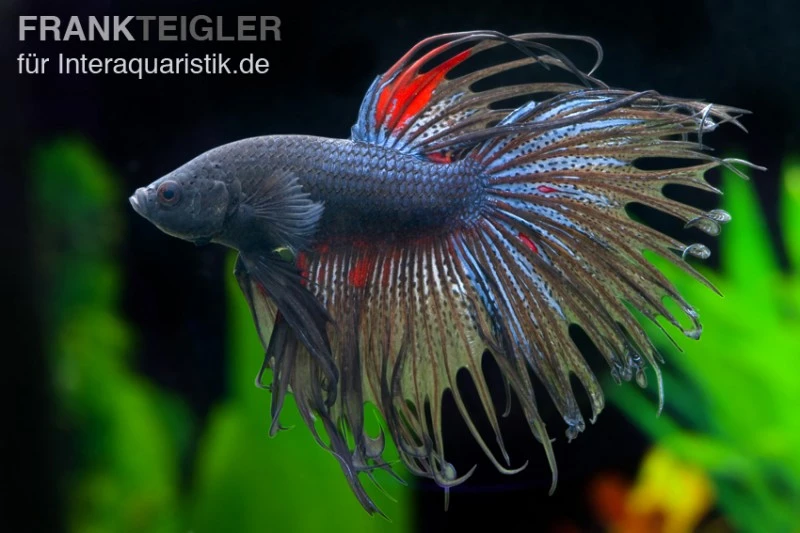 Crown Tail Kampffisch Schwarz, Männchen, Betta Splendens 1 Crown Tail Kampffisch Schwarz, Männchen, Betta Splendens