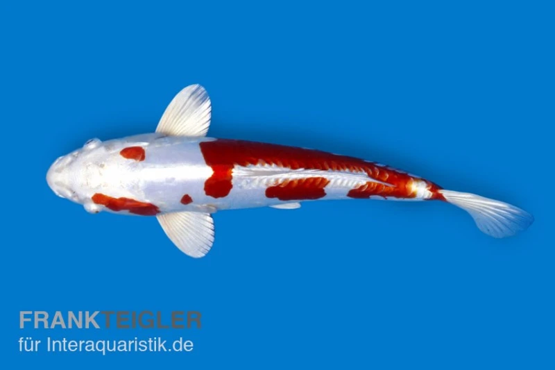 Koi-Karpfen Kohaku, Cyprinus Carpio, 7-10 Cm (Kaltwasser) 1 Koi-Karpfen Kohaku, Cyprinus Carpio, 7-10 Cm (Kaltwasser)