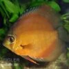 Diskusfisch ASIA-NZ, Symphysodon Discus Brown (Classic Brown, Red)