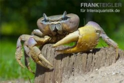 Indonesische Riesenlandkrabbe, Cardisoma Carnifex -Tier Produkt Geschäft 82992 Cardisoma carnifex 3