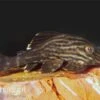Xingu Pleco, L027, Panaque Cf. Armbrusteri "Xingu"