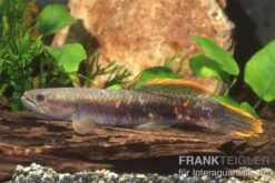 Roter Wolfsalmler Sp. Peru, Erythrinus Sp. Peru Red -Tier Produkt Geschäft 83279 roter wolfssalmler Erythrinus sp PERU