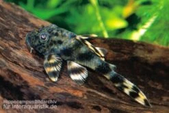 Ucayali-Zwergschilderwels, L205, Peckoltia Sp. -Tier Produkt Geschäft 83341 Ucayali Zwergschilderwels L205 Peckoltia sp