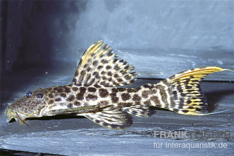 Titanic-Kaktuswels, L 273, Pseudacanthicus Sp 1 Titanic-Kaktuswels, L 273, Pseudacanthicus Sp