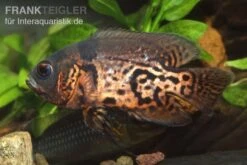 Oscar Rot-Tiger, Astronotus Ocellatus -Tier Produkt Geschäft 9521 Oscar Rot Tiger Astronotus ocellatus