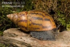 Tiger-Achatschnecke, Achatina Achatina -Tier Produkt Geschäft Achatina achatina 1 WWTFT0300