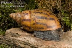 Tiger-Achatschnecke, Achatina Achatina -Tier Produkt Geschäft Achatina achatina WWTFT0302