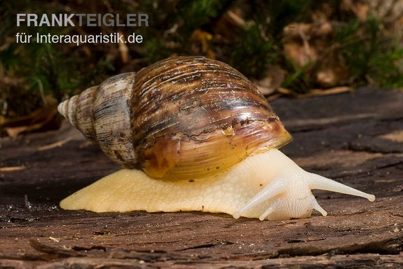 Weisse Achatschnecke, Achatina Fulica "White Jade" 1 Weisse Achatschnecke, Achatina Fulica "White Jade"