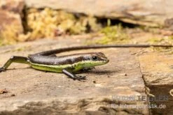 Afrika-Skink, Trachylepis Polytropis 5 Afrika-Skink, Trachylepis Polytropis -Tier Produkt Geschäft Afrika Skink Trachylepis polytropis 3