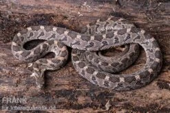 Afrikanische Eierschlange, Dasypeltis Scabra