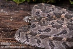 Afrikanische Eierschlange, Dasypeltis Scabra -Tier Produkt Geschäft Afrikanische Eierschlange Dasypeltis scabra neu 4