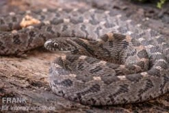 Afrikanische Eierschlange, Dasypeltis Scabra -Tier Produkt Geschäft Afrikanische Eierschlange Dasypeltis scabra neu 9