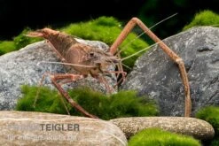 Afrikanische Flußgarnele, Macrobrachium Vollenhovenii -Tier Produkt Geschäft Afrikanische Flussgarnele Macrobrachium vollenhov 2