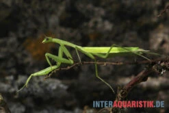 Afrikanische Gottesanbeterin, Sphodromantis Bioculata -Tier Produkt Geschäft Afrikanische Gottesanbeterin Sphodromantis bioculata 3