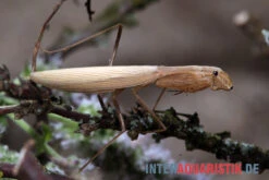 Afrikanische Gottesanbeterin, Sphodromantis Bioculata -Tier Produkt Geschäft Afrikanische Gottesanbeterin Sphodromantis bioculata 4