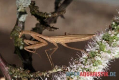 Afrikanische Gottesanbeterin, Sphodromantis Bioculata -Tier Produkt Geschäft Afrikanische Gottesanbeterin Sphodromantis bioculata 5