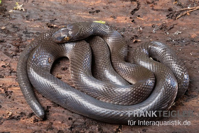 Afrikanische Hausschlange, Lamprophis Fuliginosus 2 Afrikanische Hausschlange, Lamprophis Fuliginosus – Bild 2
