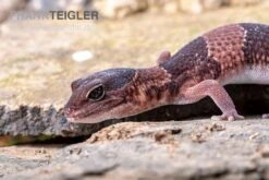 Afrikanischer Fettschwanzgecko, Hemitheconyx Caudicinctus -Tier Produkt Geschäft Afrikanischer Fettschwanzgecko Hemitheconyx caudicinctus 1