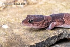 Afrikanischer Fettschwanzgecko, Hemitheconyx Caudicinctus -Tier Produkt Geschäft Afrikanischer Fettschwanzgecko Hemitheconyx caudicinctus 2