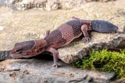 Afrikanischer Fettschwanzgecko, Hemitheconyx Caudicinctus -Tier Produkt Geschäft Afrikanischer Fettschwanzgecko Hemitheconyx caudicinctus 4