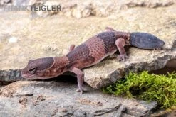 Afrikanischer Fettschwanzgecko, Hemitheconyx Caudicinctus -Tier Produkt Geschäft Afrikanischer Fettschwanzgecko Hemitheconyx caudicinctus neu 1