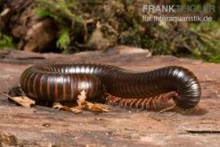 Afrikanischer Riesentausendfüßer, Archispirostreptus Gigas -Tier Produkt Geschäft Afrikanischer Riesentausendfuesser Archispirostreptus gigas 03