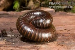 Afrikanischer Riesentausendfüßer, Archispirostreptus Gigas -Tier Produkt Geschäft Afrikanischer Riesentausendfuesser Archispirostreptus gigas 05