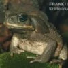 Agakröte, Bufo Marinus