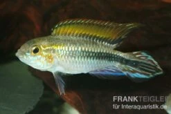 Agassiz-Zwergbuntbarsch, Apistogramma Agassizii, Wildform, Paarweise -Tier Produkt Geschäft Agassiz Zwergbuntbarsch Apistogramma agassizii